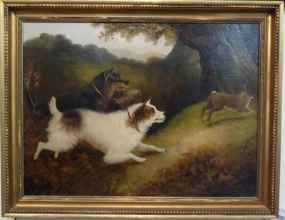 Lot 1052 - Edward Armfield (1817-1896), Terriers pursuing a rabbit, signed, oil on canvas, 49cm by 66cm