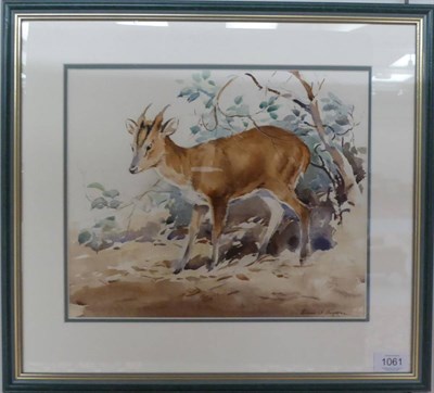 Lot 1061 - Eileen Soper (1905-1990) Muntjack buck, watercolour, 27.5cm by 33cm