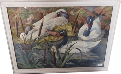 Lot 1139 - David Binns (b. 1935) Black neck swans amongst the reeds, signed and dated (19)69, pencil and...