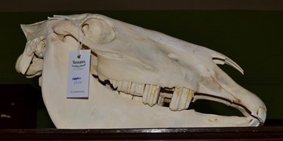 Lot 1257 - Burchell's Zebra (Equus quagga), modern, skull, 49cm long by 26cm high approx  With green game...