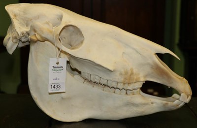 Lot 1433 - Burchell's Zebra (Equus quagga), modern, skull, 50cm long by 27cm high approx  With green game...