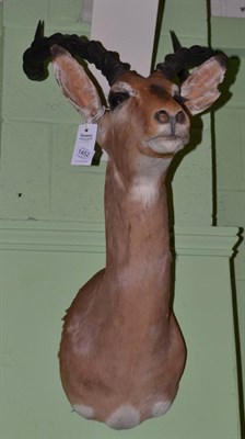 Lot 1452 - Common Impala (Aepyceros melampus), modern shoulder mount looking straight ahead, 56cm from the...