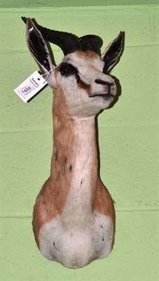 Lot 1488 - Springbok (Antidorcas marsupialis) modern, shoulder mount with head turning to the left, 39cm...