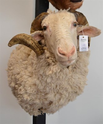 Lot 1711 - Domestic sheep (Ovis aries), modern, shoulder mount with head turning to the right, 49cm from...