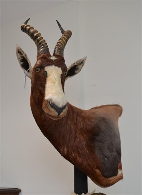 Lot 1712 - Blesbok (Damaliscus pygargus phillipsi), modern, shoulder mount with head turning sharply to...