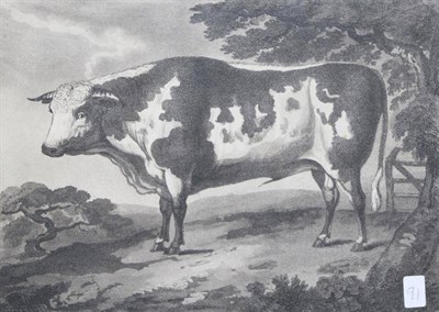 Lot 1012 - ~ Francis Chesham (British, 1749-1806), ";A Portrait of a Remarkable Fine Bull";, aquatint,...