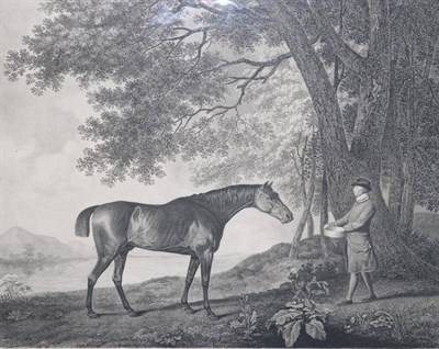 Lot 1069 - ~ George Stubbs (British, 1724-1806) ";Sharke";, stipple with etching by G T Stubbs, sheet 410mm by