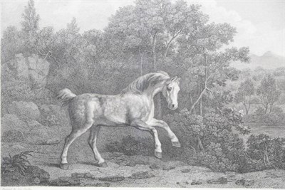 Lot 1070 - ~ George Stubbs (British, 1724-1806) ";Horse at Play";, engraving by William & Lititia...