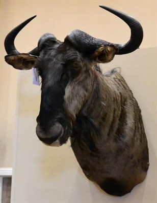 Lot 1554 - Taxidermy: Blue Wildebeest (Connochaetes taurinus), modern, shoulder mount looking straight ahead 