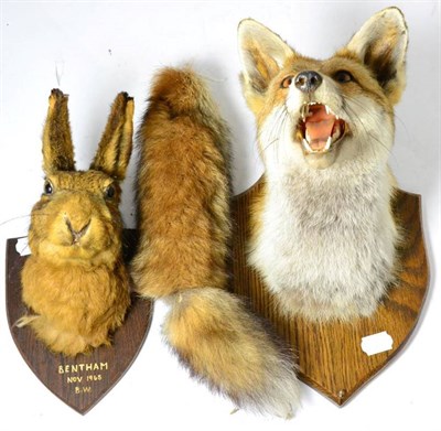 Lot 1555 - Taxidermy: Fox mask on shield with brush together with a Hare head mount on shield, Bentham,...