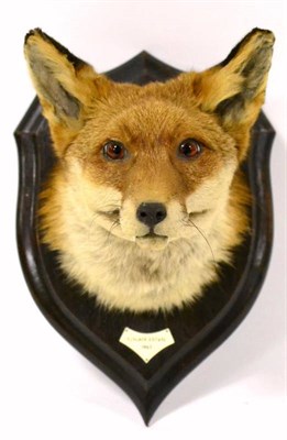 Lot 1556 - Taxidermy: Rowland Ward Fox Mask on Shield (Vulpes vulpes), head mount on oak shield looking...