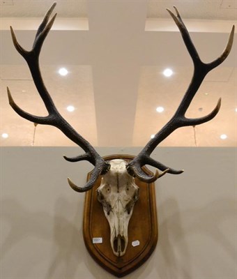 Lot 1557 - Taxidermy: Scottish Red Deer (Cervus elaphus) antlers on cut upper skull mounted upon an oak...