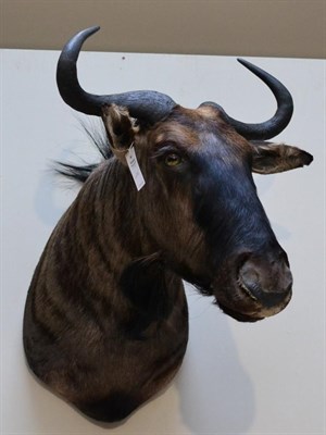 Lot 1046 - Taxidermy: Blue wildebeest (Connochaetes taurinus), modern, shoulder mount with head turning...