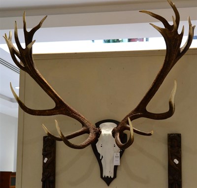 Lot 1047 - Taxidermy: European Red Deer (Cervus elaphus), circa late 20th century, impressive large antlers on