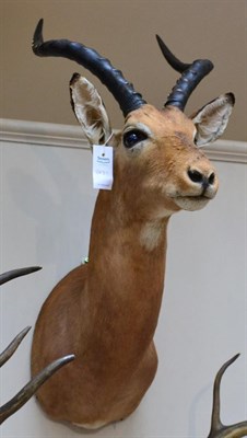 Lot 1049 - Taxidermy: Common Impala (Aepyceros melampus), modern, shoulder mount looking straight ahead, right