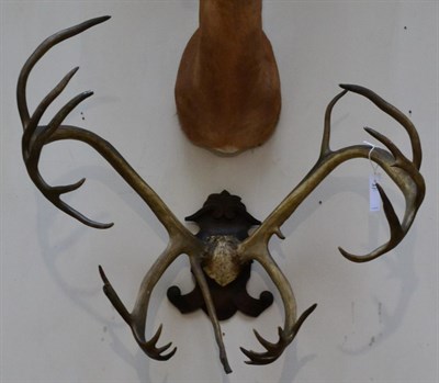 Lot 1053 - Taxidermy: Reindeer Antlers (Rangifer tarandus), mounted upon a carved oak shield, widest span 81cm