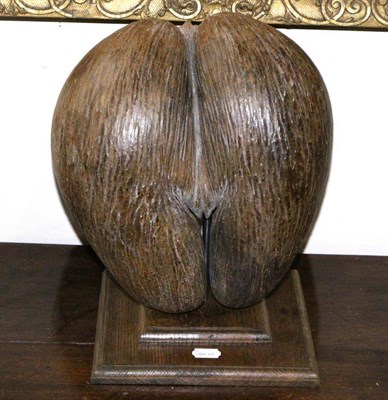 Lot 1056 - A Large Coco de Mer Nut, on a stepped oak stand, 31cm by 33cm