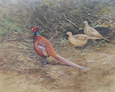 Lot 1064 - R David Digby (b.1936)  ";Game Pheasant and Hens";  Signed, gouache, 37.5cm by 46cm...