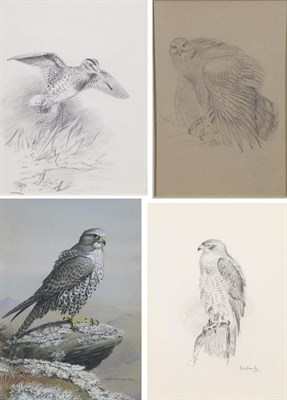 Lot 1065 - Roland Green (1896-1972) ";Goshawk"; Inscribed, pencil, together with two further pencil studies by