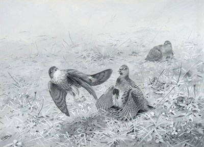 Lot 1066 - George Edward Lodge (1860-1954) ";Near Miss"; - Sparrow hawk and partridge in vegetation...