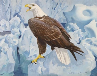 Lot 1080 - Keith Shackleton (1923-2015)  Bald Eagle, Glacier National Park, Alaska  Signed and dated...