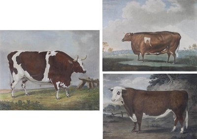 Lot 1156 - William Ward after Thomas Weaver  ";The Unrivalled Lincolnshire Heifer - Fed by Tho's Willoughby of