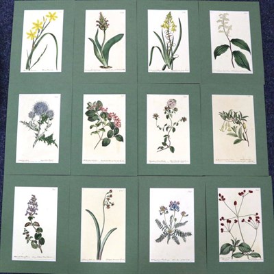 Lot 1203 - A Group of Forty-Eight William Curtis Botanical Magazine Prints, from the years 1804-1805-1806,...