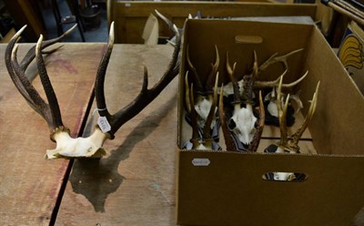 Lot 1013 - Antlers/Horns:Red Deer (Cervus elaphus), antlers on cut upper skull, 11 points (5+6), widest...