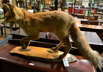 Lot 1267 - Taxidermy: Red Fox (Vulpes vulpes), full mount vixen in walking pose with mouth agape and head...