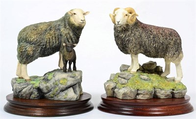 Lot 26 - Border Fine Arts 'Herdwick Ewe and Lamb' (Style One), model No. L79 by Ray Ayres, limited...