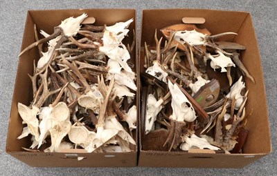 Lot 1015 - Antlers/Horns: Roe Buck (Capreolus capreolus), circa mid-late 20th century, twenty five sets of...