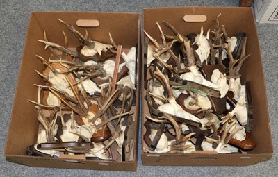 Lot 1021 - Antlers/Horns: Roe Buck (Capreolus capreolus), circa mid-late 20th century, twenty five sets of...