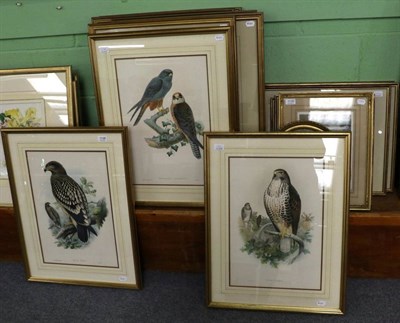 Lot 1138 - After Gould, A group of nine large format prints of birds, including birds of prey