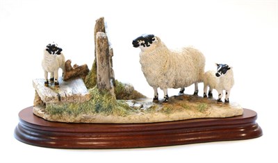 Lot 11 - Border Fine Arts 'Wrong Side of the Fence' (Ewe and Lambs), model No. JH100 by Anne Wall,...