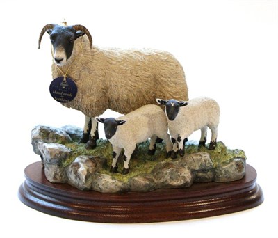 Lot 17 - Border Fine Arts 'Blackie Tup', model No. B0354 by Ray Ayres, limited edition 307/1750, on wood...