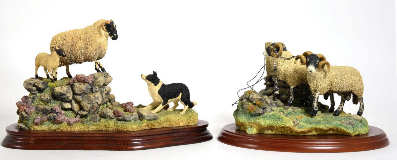 Lot 32 - Border Fine Arts Sheep Models Comprising: 'Holding Her Ground' (Ewe, Lamb and Border Collie), model