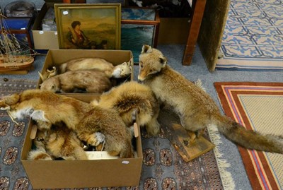 Lot 1010 - Taxidermy: Red Fox (Vulpes vulpes) full mount stood upon a split log base with head turning back to