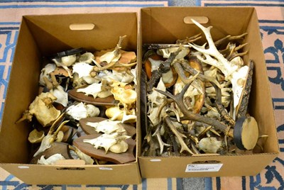 Lot 1018 - Antlers/Horns: Roe Buck (Capreolus capreolus), circa late 20th century, thirteen various sized sets