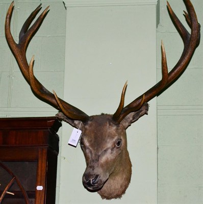 Lot 306 - Taxidermy: Red Deer (cervus elaphus), circa 1900 head mount looking straight ahead, twelve...