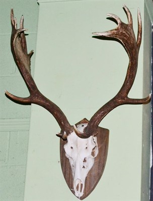 Lot 307 - Taxidermy: Fallow Deer (Dama dama) antlers on cut upper skull mounted upon a shaped oak shield