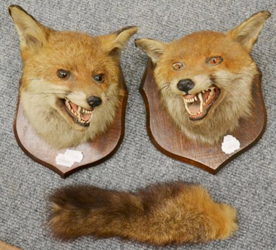 Lot 1052 - Taxidermy: Red fox masks (vulpes vulpes) late 20th century, two fox masks both on shaped oak...