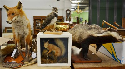 Lot 1057 - Taxidermy: A Collection of Various Countryside Animals & Bird, to include- a full mount Red Fox...