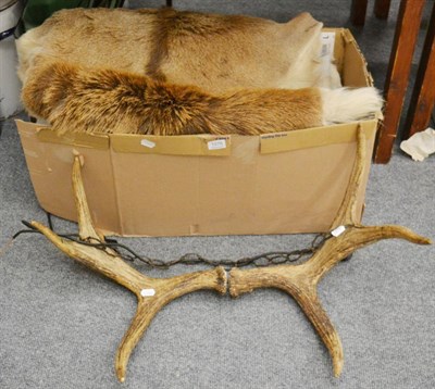 Lot 1076 - Taxidermy: European moose antlers mounted as a ceiling light, two fallow deer skins and a...