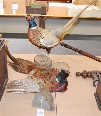 Lot 1093 - Taxidermy: Ring Necked pheasants, full mount cock bird stood with tail raised on a split wooden...