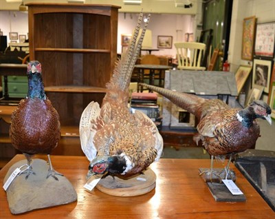 Lot 1112 - Taxidermy: Ring necked pheasants, three full mount cock birds mounted in various positions (3)