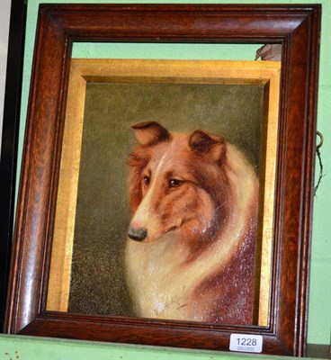 Lot 1228 - Framed oil on canvas portrait of a brown collie dog, signed Brownlow