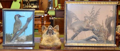 Lot 352 - A taxidermy specimen of two red squirrels, in a glazed case; a taxidermy specimen of a green...