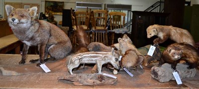 Lot 1103 - Taxidermy: A Collection of Countryside Animals, circa late 20th century, including a Red Fox...