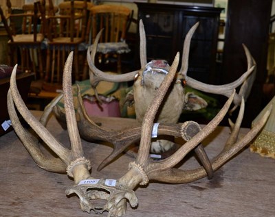 Lot 1105 - Taxidermy: Fallow Deer head mount on shield (af), a single Fallow Deer antler and a set of Red Deer