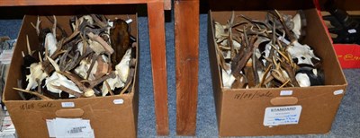 Lot 1123 - Antlers/Horns: Roe Buck (Capreolus capreolus), circa late 20th century, forty five sets of...